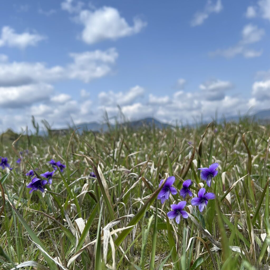 すみれらしき花
